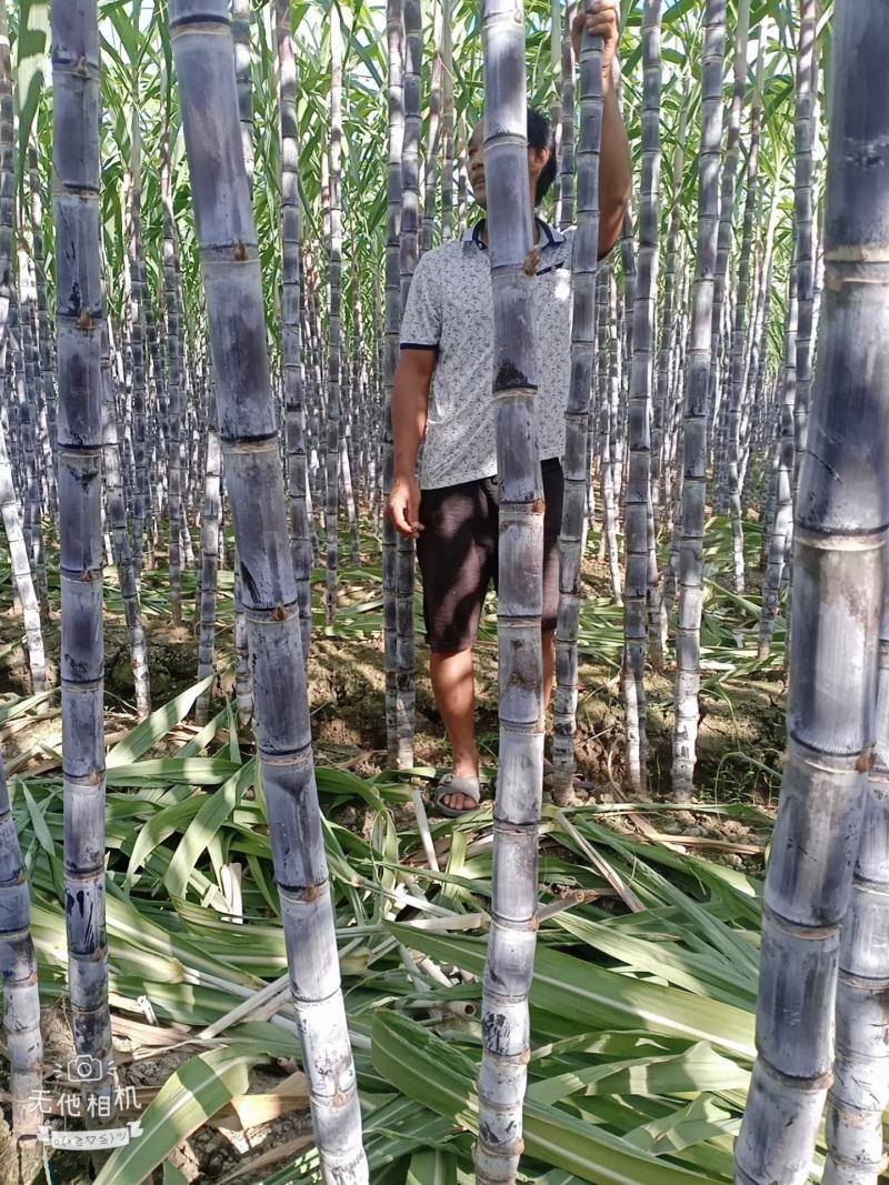 广西崇左市龙州县黑皮甘蔗大量上市，合作共赢