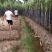 广西崇左市龙州县黑皮甘蔗大量上市，合作共赢
