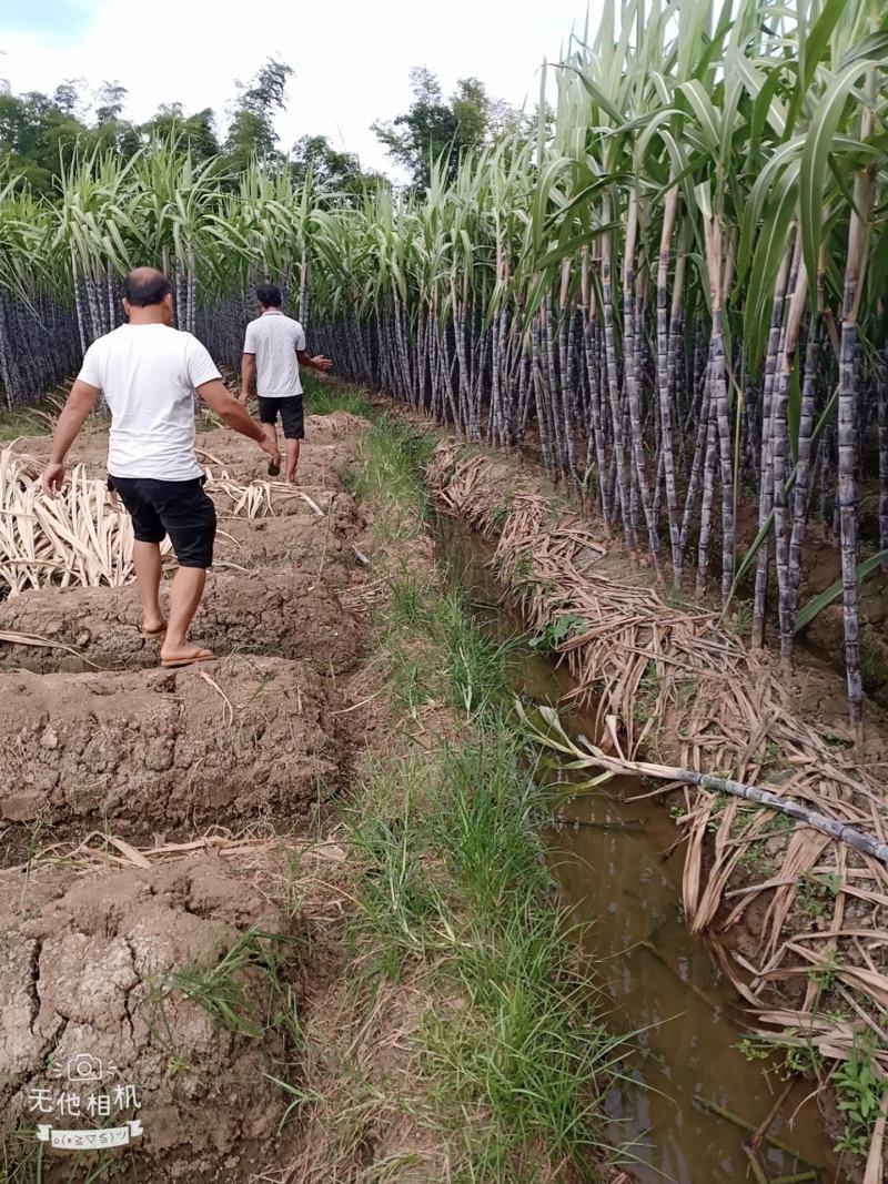 广西崇左市龙州县黑皮甘蔗大量上市，合作共赢