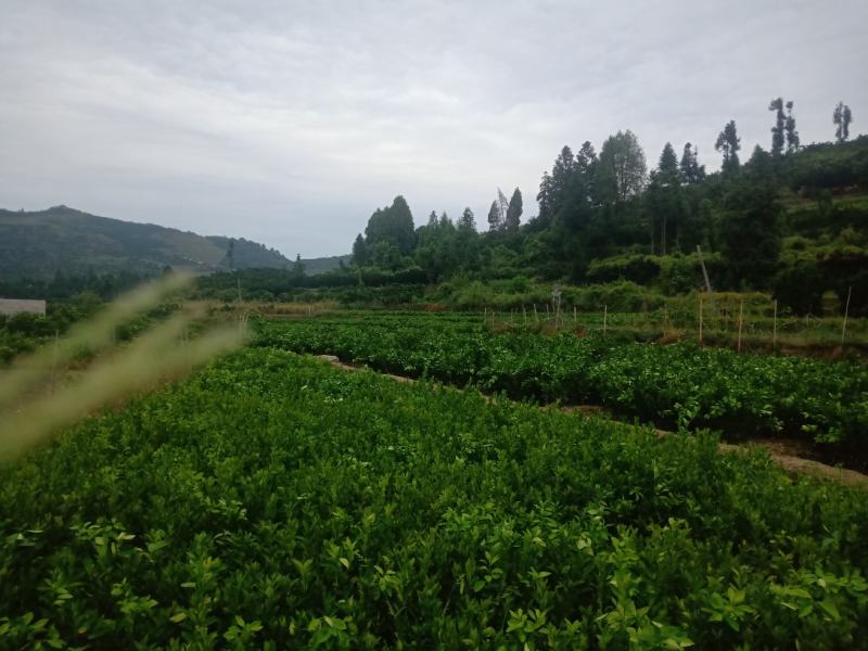 【正宗】橙子苗重庆橙子苗苗圃直发质量保证无中间商