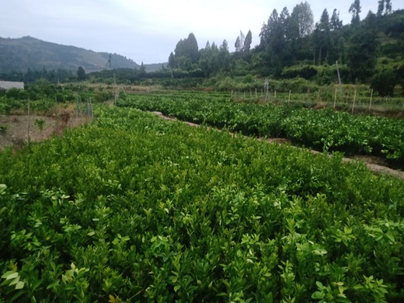 【正宗】橙子苗重庆橙子苗苗圃直发质量保证无中间商