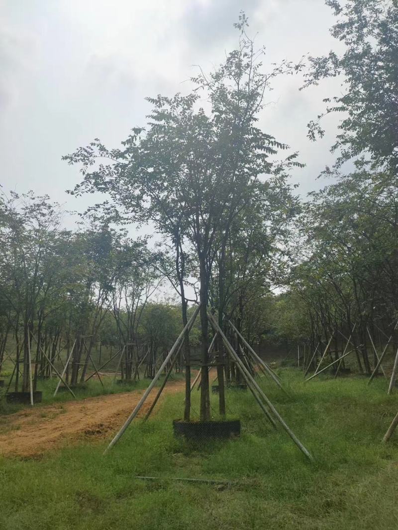 3456杆丛生多杆全冠朴树苗圃基地直供批发指树挖树