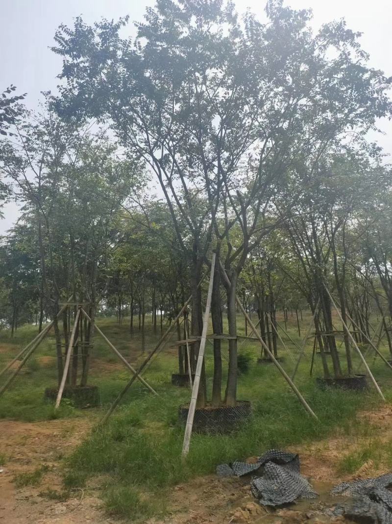 3456杆丛生多杆全冠朴树苗圃基地直供批发指树挖树