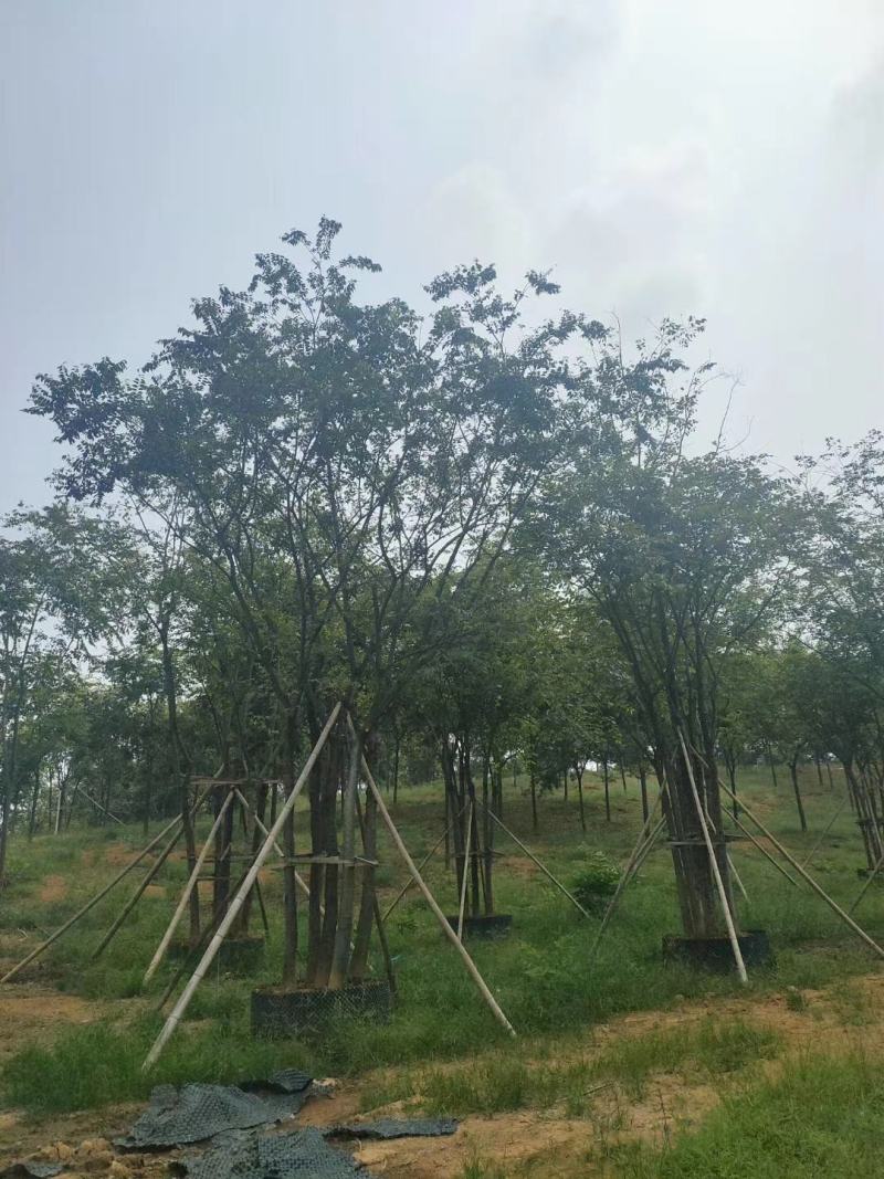 3456杆丛生多杆全冠朴树苗圃基地直供批发指树挖树
