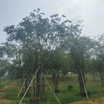 丛生朴树容器袋苗多杆朴树多头朴树自家苗圃基地直供