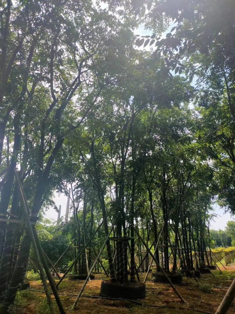 丛生朴树容器袋苗多杆朴树多头朴树自家苗圃基地直供