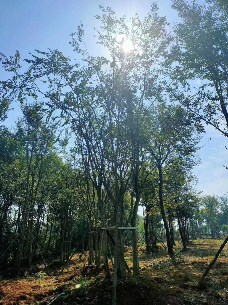 丛生朴树容器袋苗多杆朴树多头朴树自家苗圃基地直供