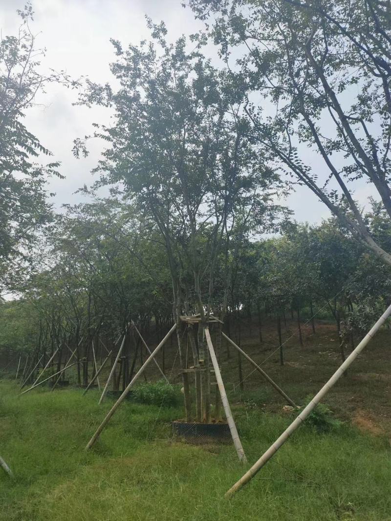 丛生朴树容器袋苗多杆朴树多头朴树自家苗圃基地直供