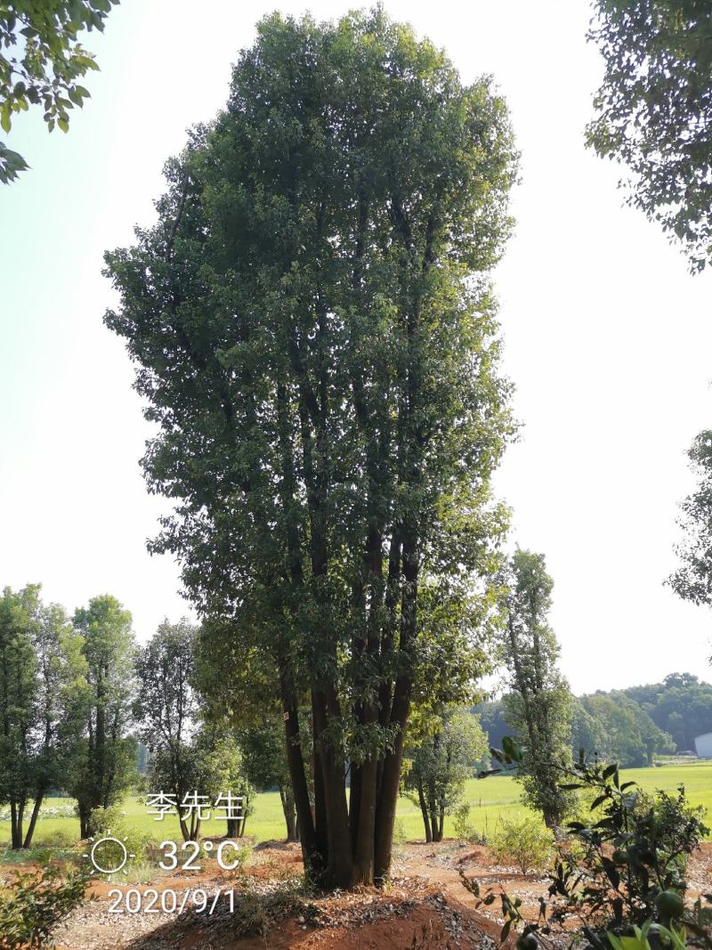 丛生香樟多杆香樟多头香樟湖南益阳香樟基地直供