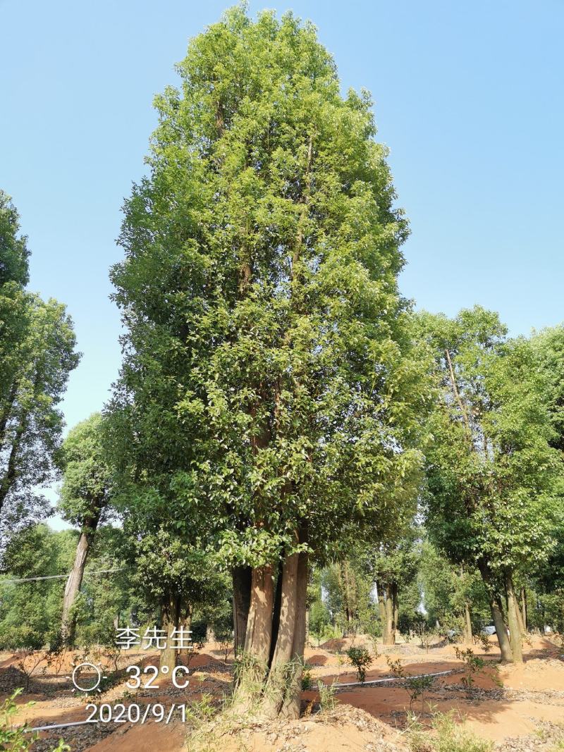 丛生香樟多杆香樟多头香樟湖南益阳香樟基地直供