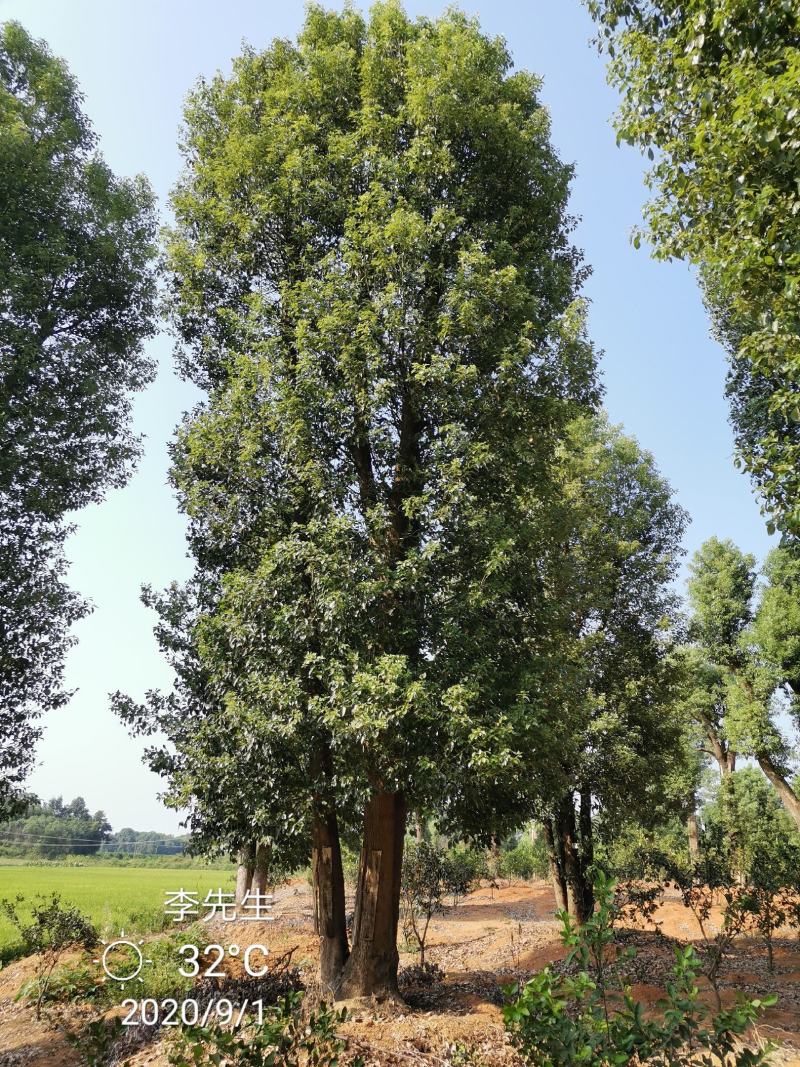 丛生香樟多杆香樟多头香樟湖南益阳香樟基地直供