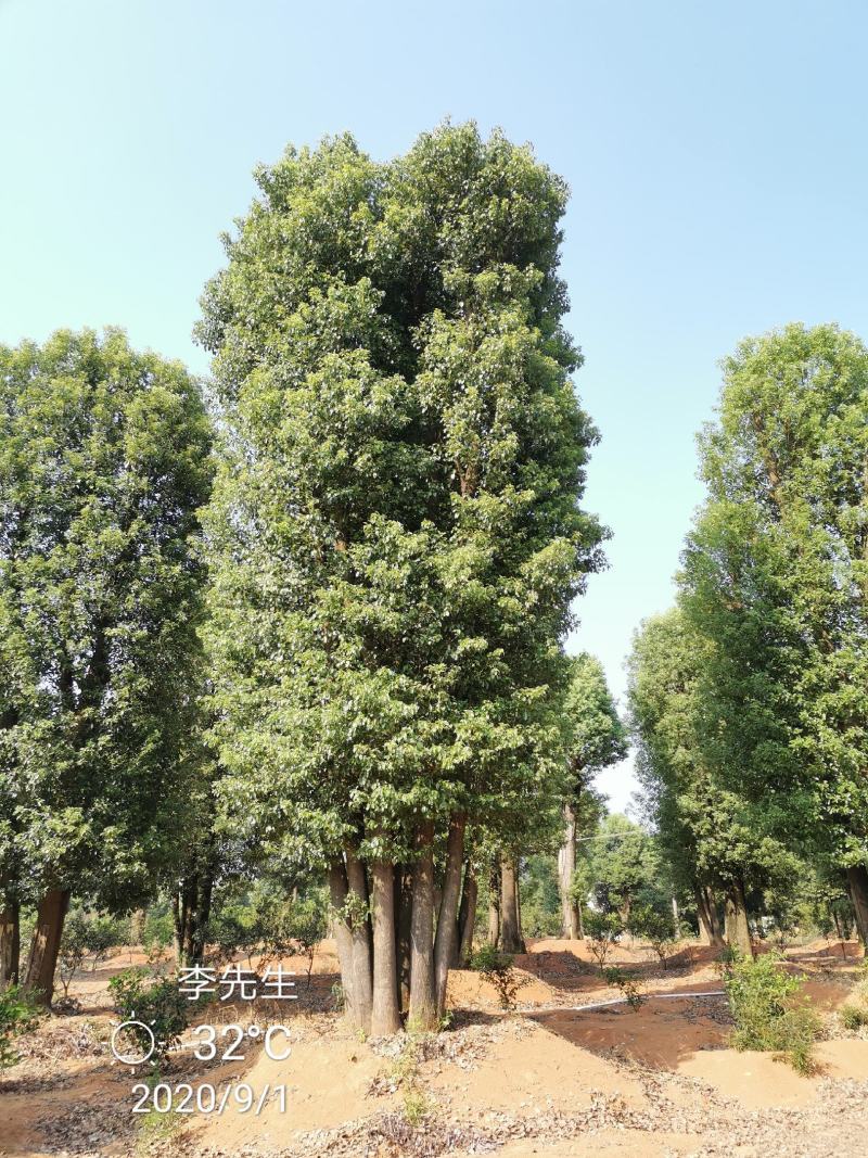 丛生香樟多杆香樟多头香樟湖南益阳香樟基地直供