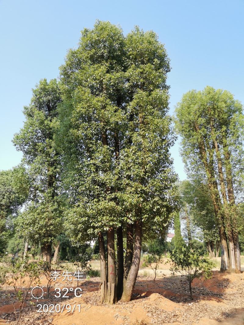 丛生香樟多杆香樟多头香樟湖南益阳香樟基地直供