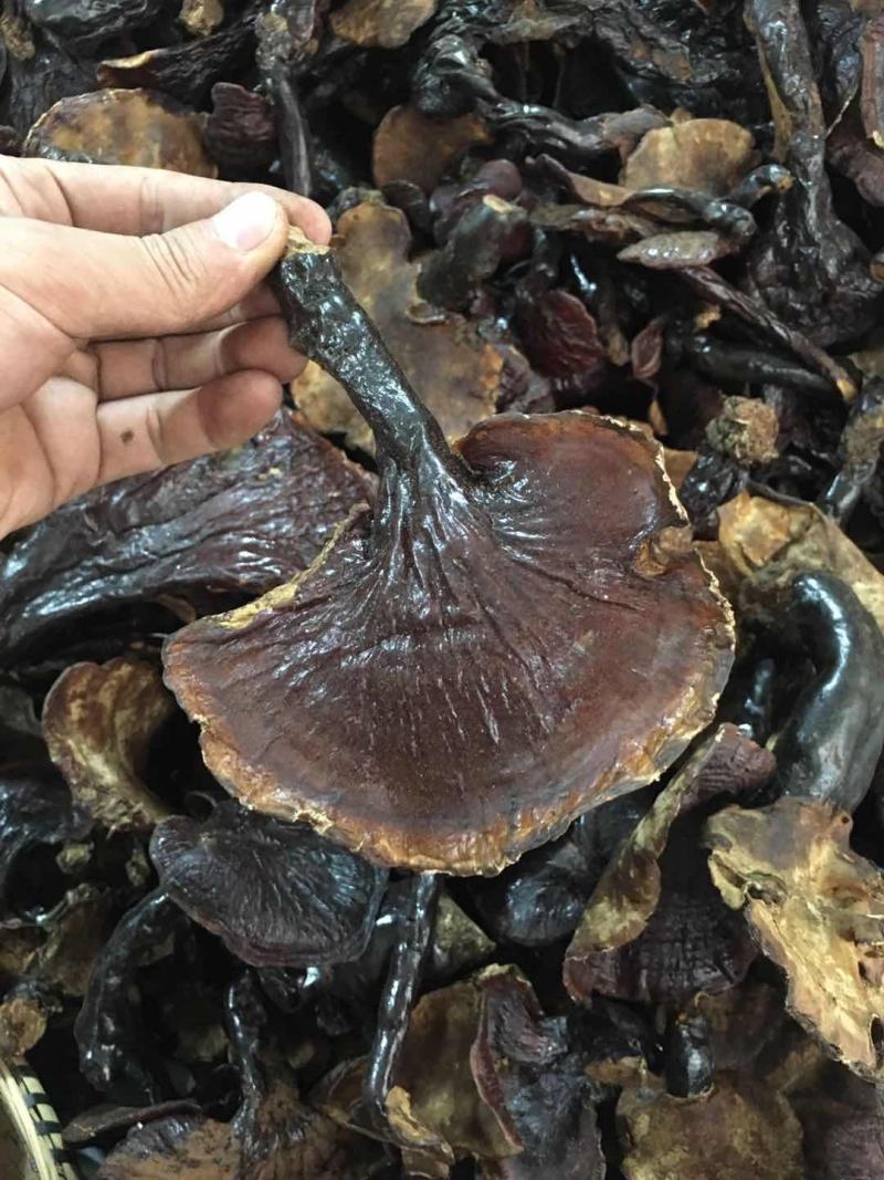 正品，西藏金边白心灵芝，纯野生新货，品质保证