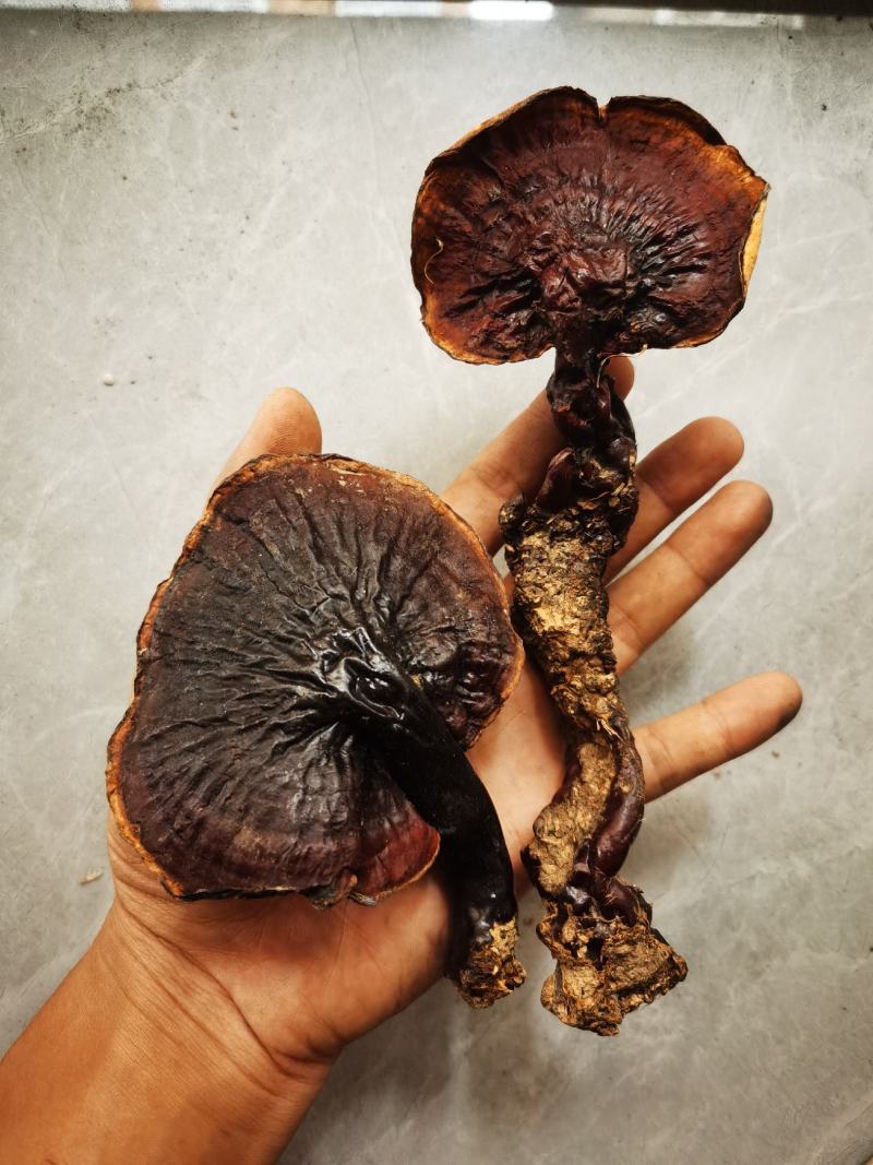 正品，西藏金边白心灵芝，纯野生新货，品质保证