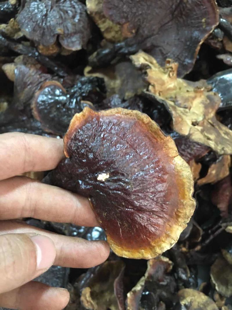 正品，西藏金边白心灵芝，纯野生新货，品质保证