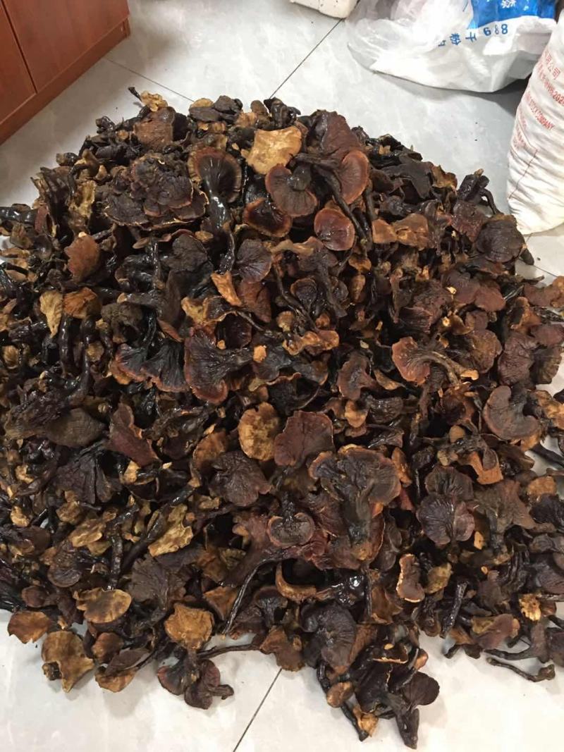 正品，西藏金边白心灵芝，纯野生新货，品质保证