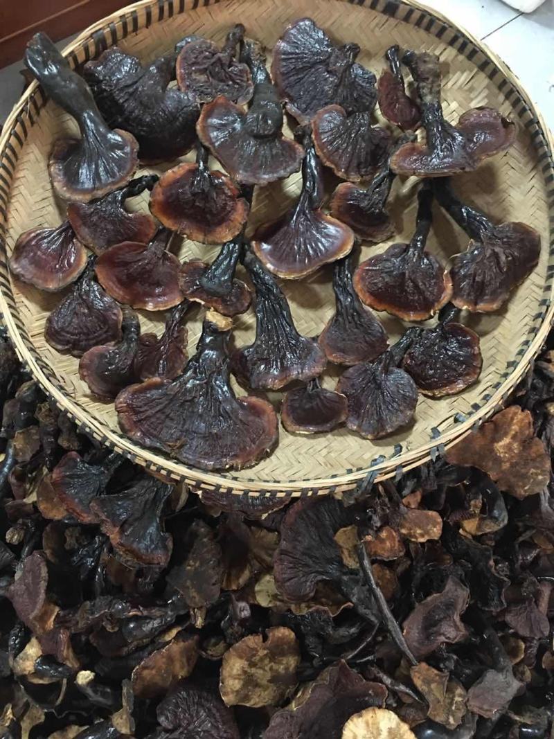 正品，西藏金边白心灵芝，纯野生新货，品质保证