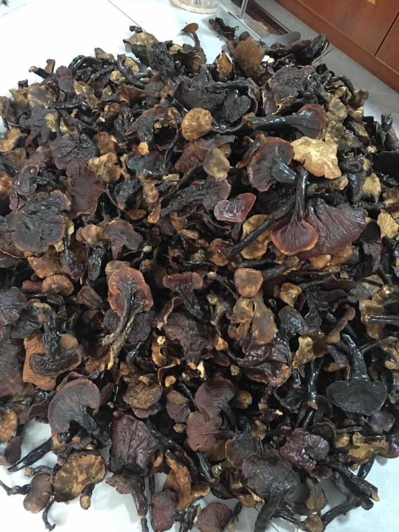 正品，西藏金边白心灵芝，纯野生新货，品质保证