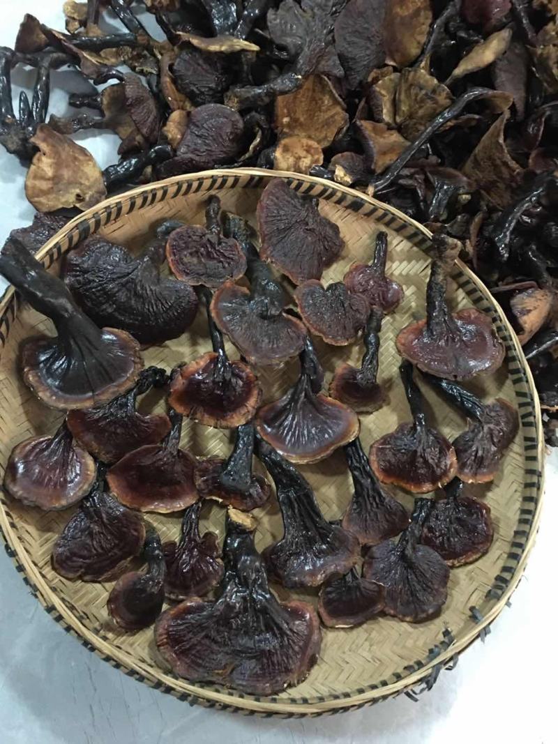 正品，西藏金边白心灵芝，纯野生新货，品质保证