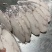 龙鳕鱼，6/7/8/9/10上海现货批发