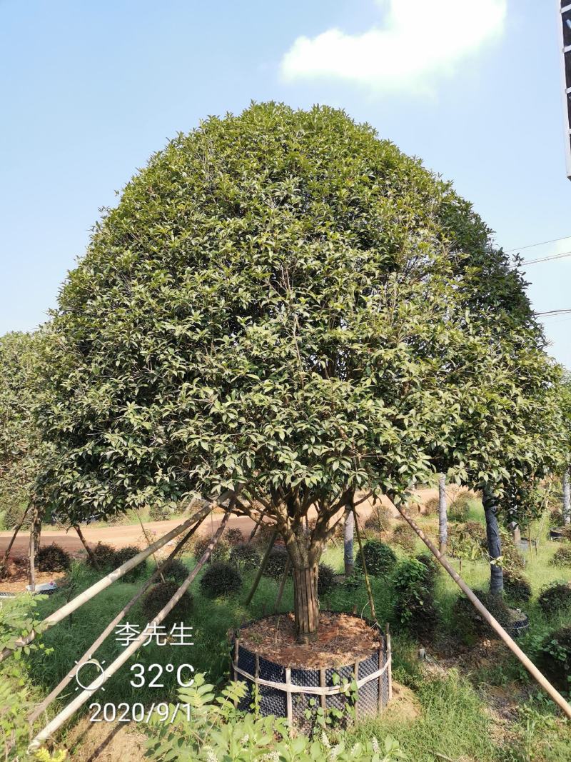 容器袋苗桂花移栽原生袋苗均有指树挖树质量保证手续齐全