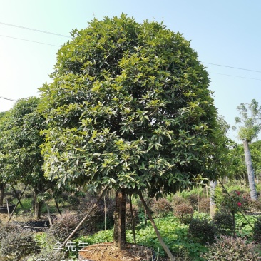 容器袋苗桂花移栽原生袋苗均有指树挖树质量保证手续齐全