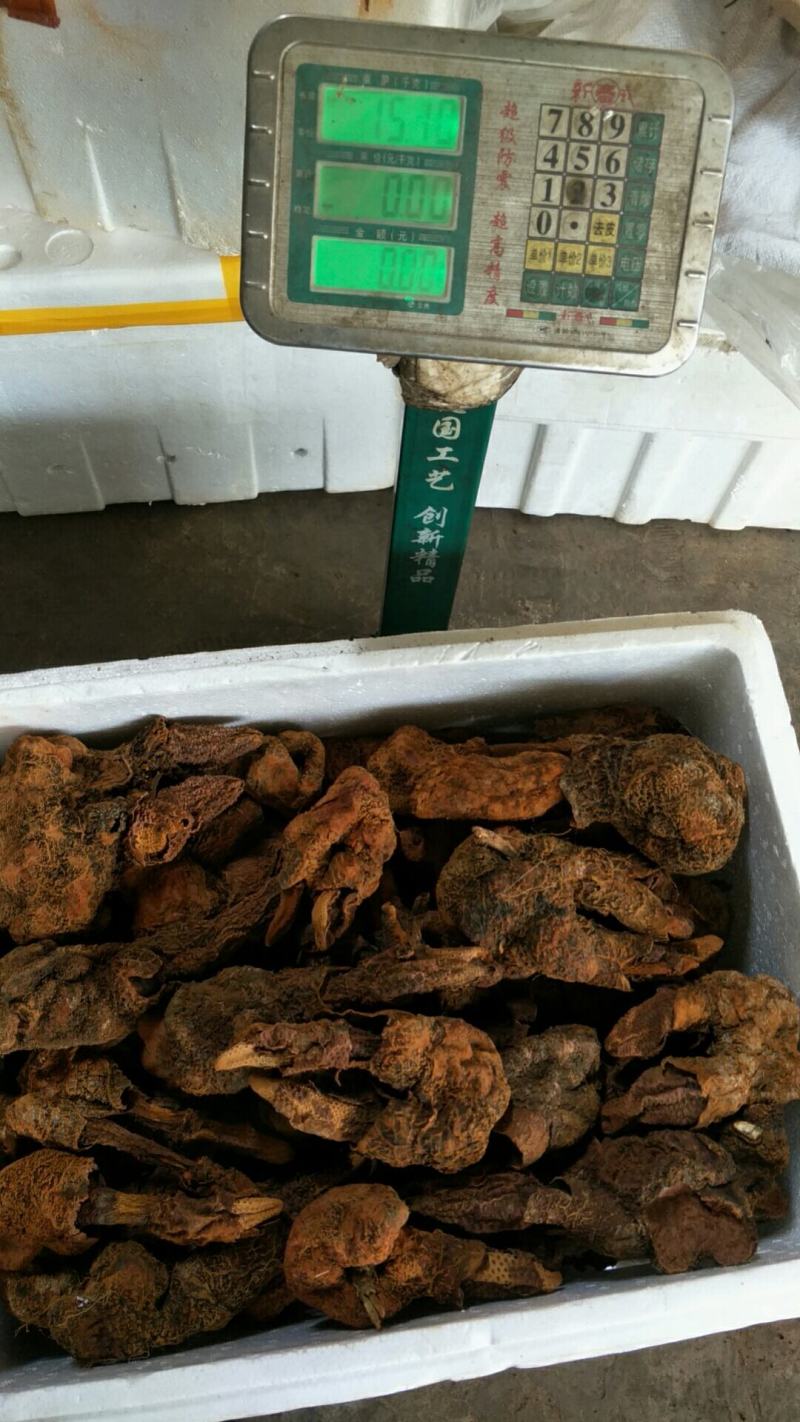 云南野生金锁阳，锁阳，全干，新货品质货非常好。