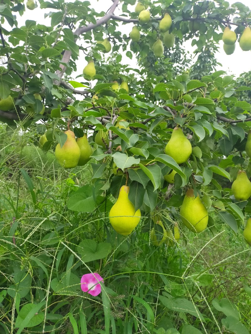北镇市精品茄梨也叫贵妃梨，大量库存，欢迎大老板前来选购