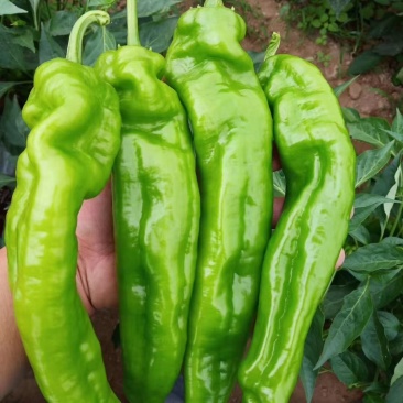 鲜辣椒，已大量上市，价格美丽，量大从优，