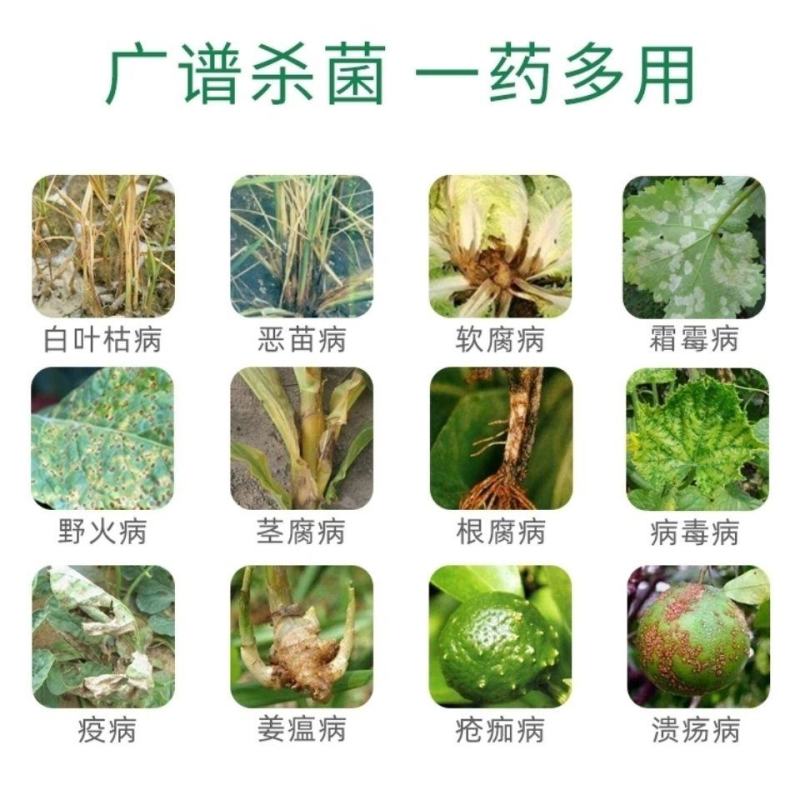 900克绿亨6号50%氯溴异氰尿酸真菌细菌病毒杀菌剂