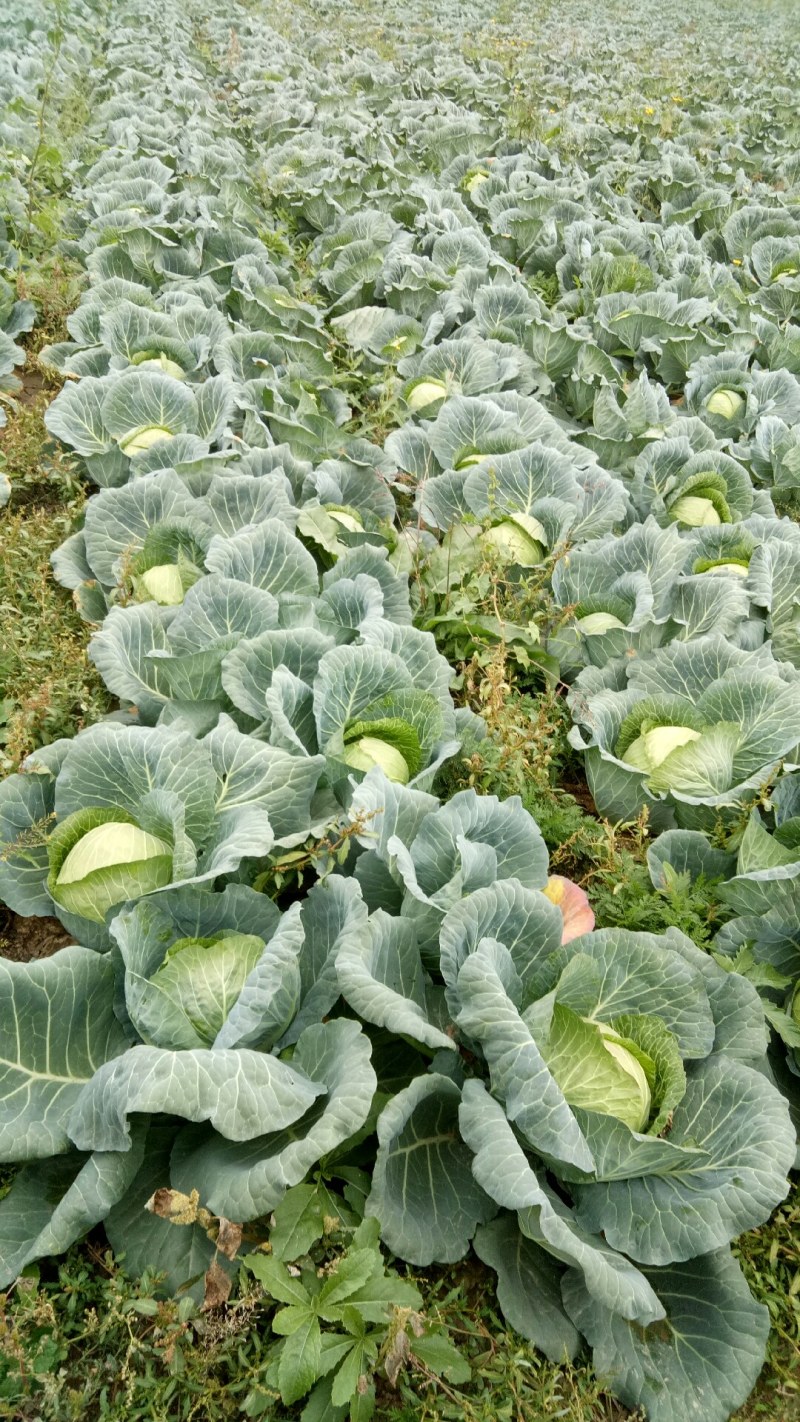 西吉包菜需要老板的联系