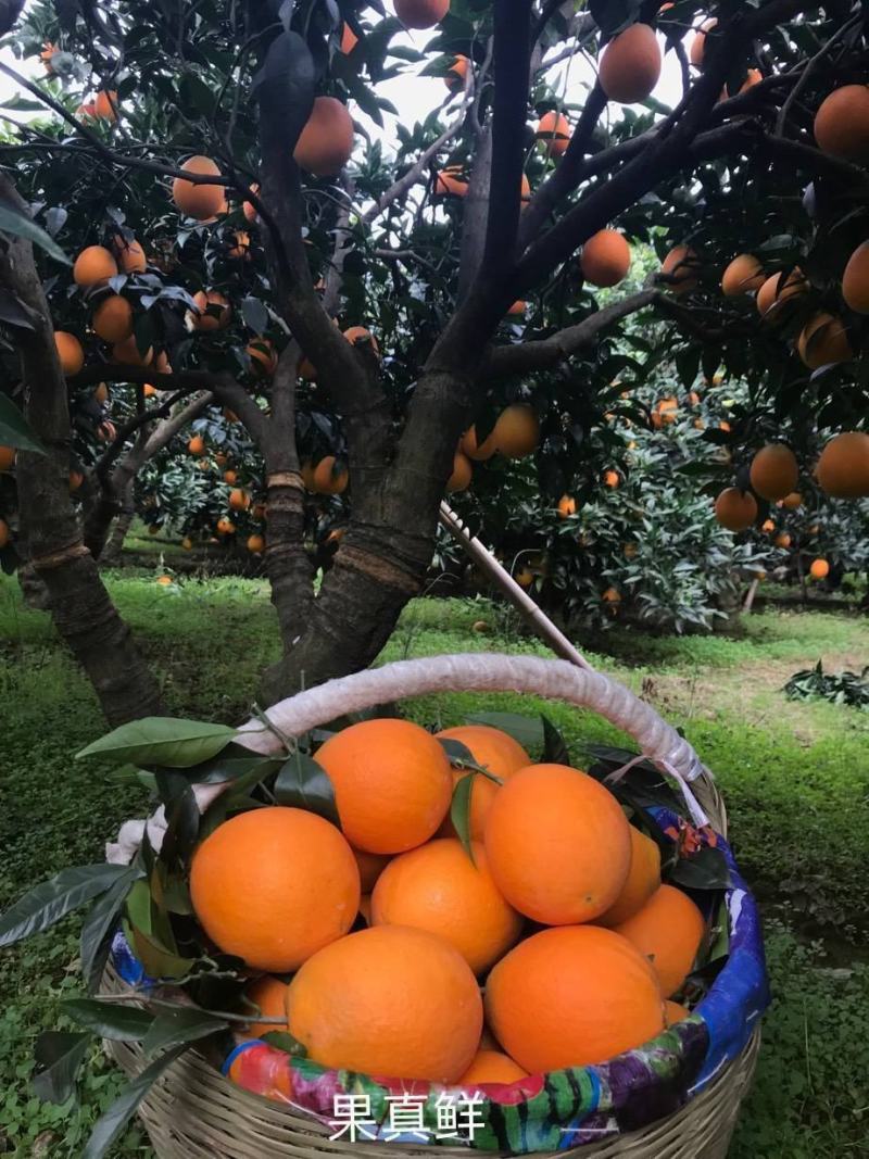 湖北橙子脐橙纽荷尔橙子九月红长虹支持一件代发