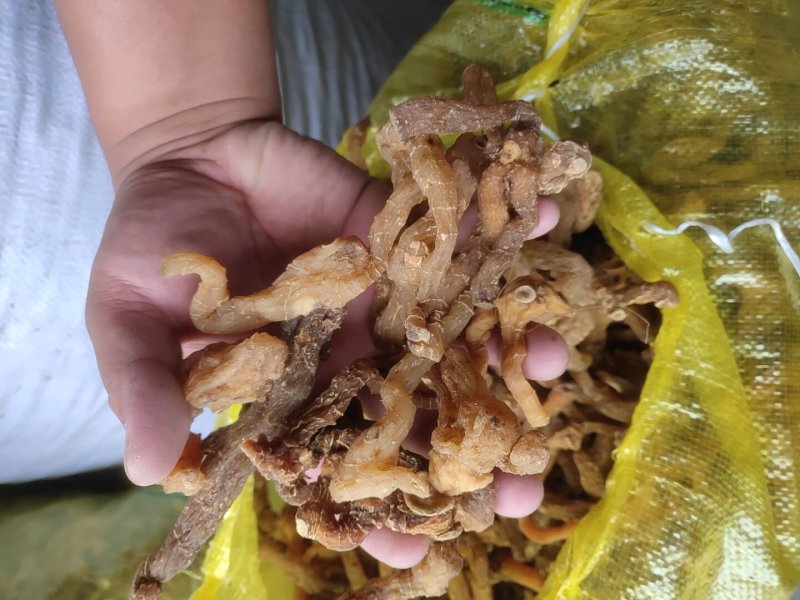 鸡头黄精，野生黄精，野生鸡头黄精