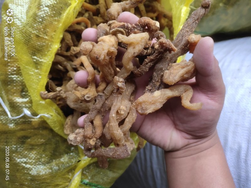 鸡头黄精，野生黄精，野生鸡头黄精