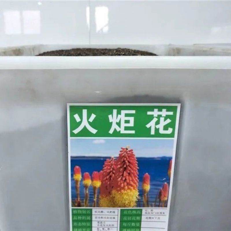 花海专用草籽火炬花种子火炬花别名红火棒火把莲种籽四季可播