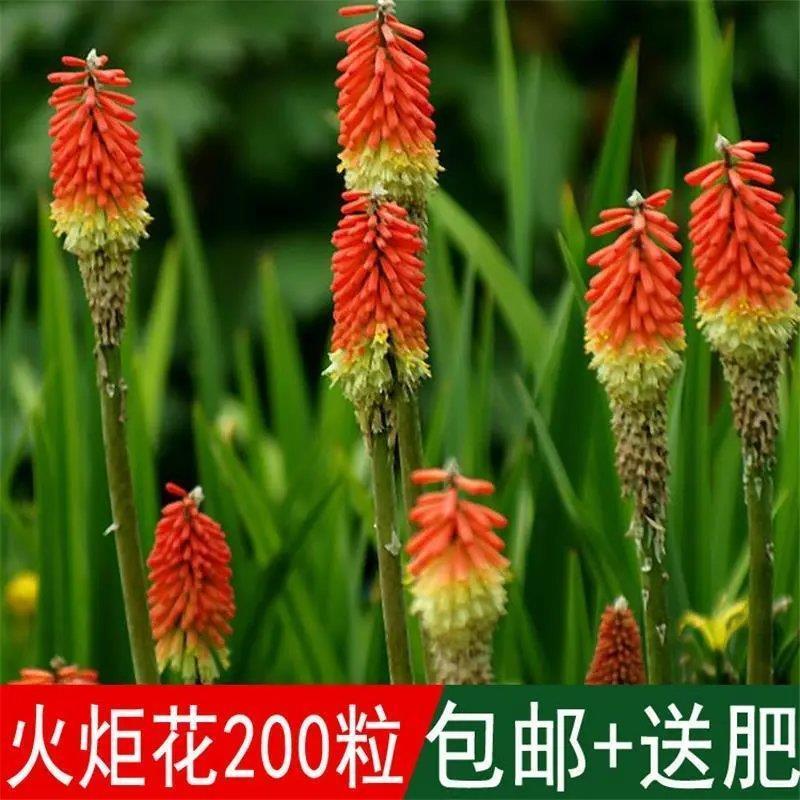 花海专用草籽火炬花种子火炬花别名红火棒火把莲种籽四季可播