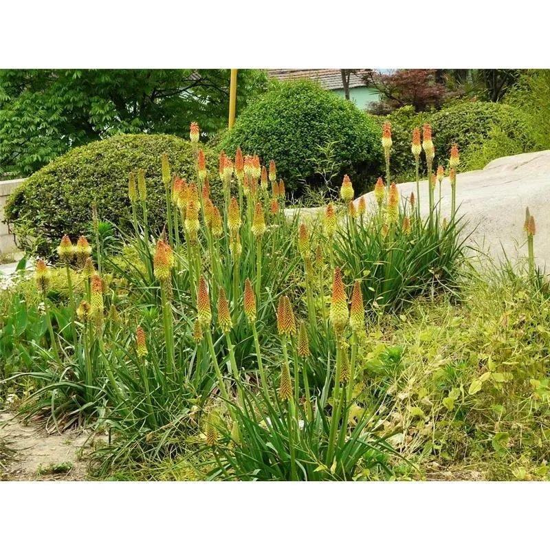 花海专用草籽火炬花种子火炬花别名红火棒火把莲种籽四季可播