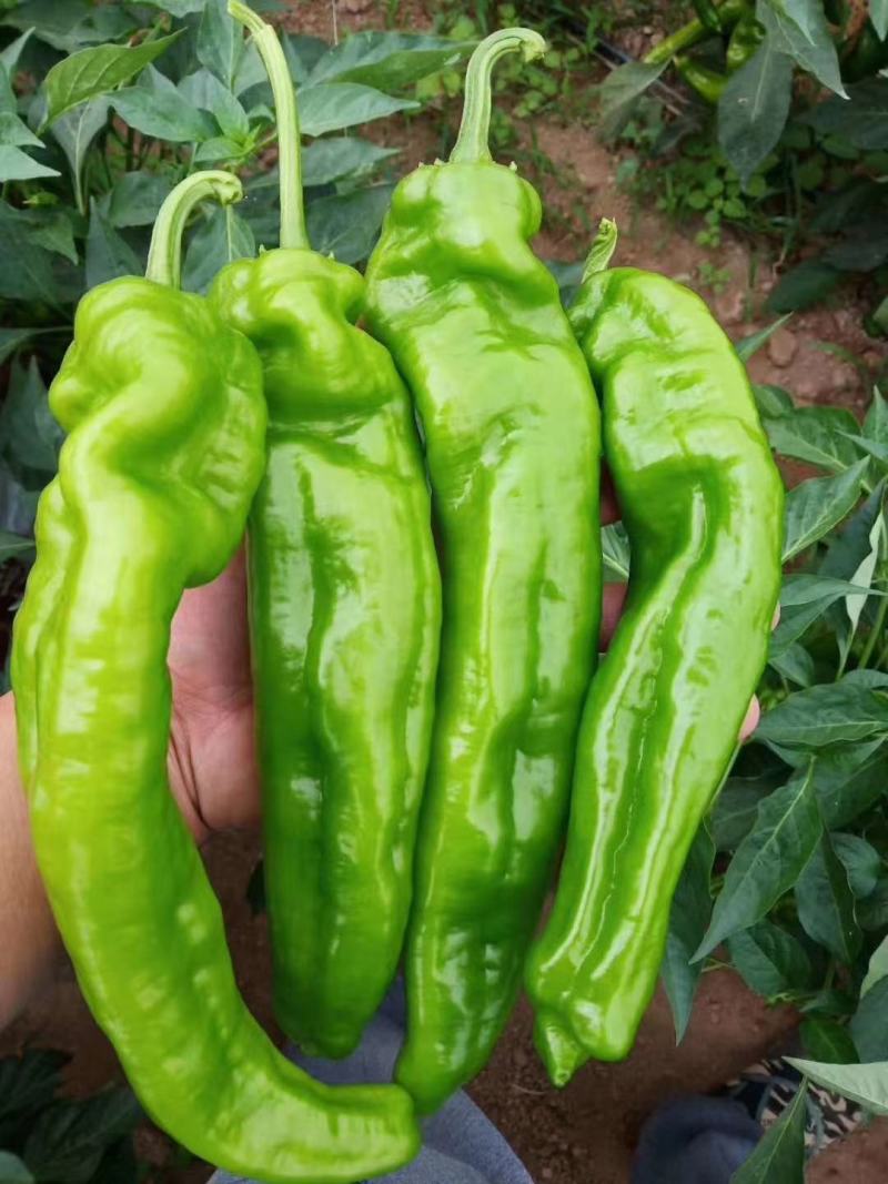 夏邑辣椒301鲜泡椒现摘现发产地直供诚信