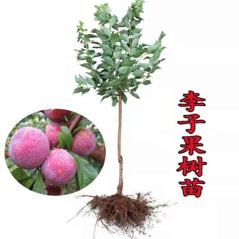冰糖李子树苗优质李子树苗适合南北方种植品种齐全量大从优