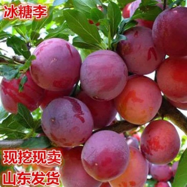 冰糖李子树苗优质李子树苗适合南北方种植品种齐全量大从优