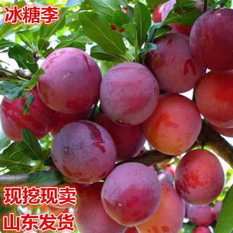 冰糖李子树苗优质李子树苗适合南北方种植品种齐全量大从优
