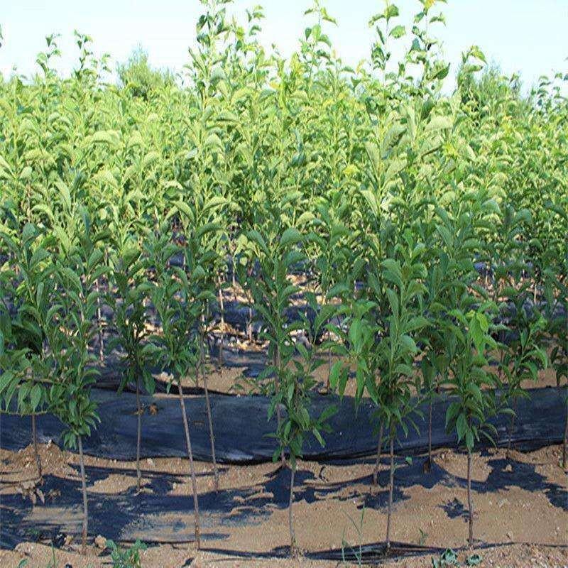 冰糖李子树苗优质李子树苗适合南北方种植品种齐全量大从优
