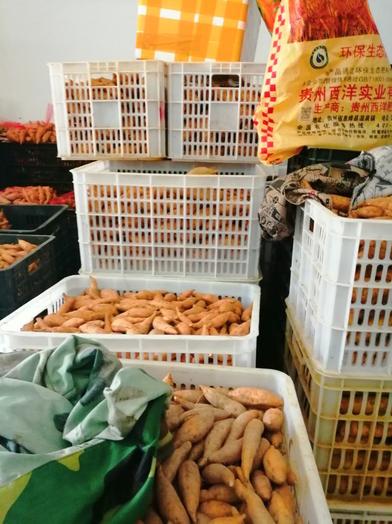 贵州紫云红芯红薯现挖现发产地直供