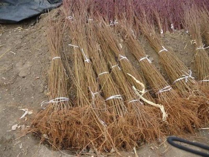 蜂糖李子树苗优质嫁接李子树苗适合各地种植基地直发现挖现发