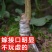 蜂糖李子树苗优质嫁接李子树苗适合各地种植基地直发现挖现发