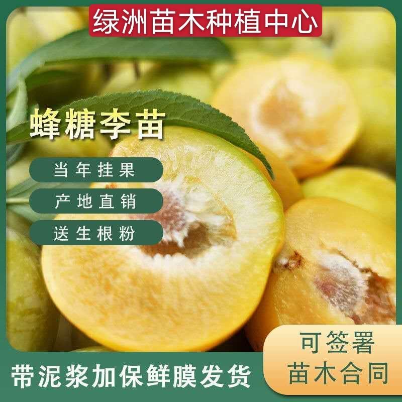 蜂糖李子树苗优质嫁接李子树苗适合各地种植基地直发现挖现发