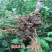 蜂糖李子树苗优质嫁接李子树苗适合各地种植基地直发现挖现发