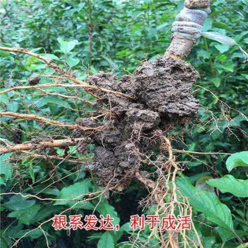 蜂糖李子树苗优质嫁接李子树苗适合各地种植基地直发现挖现发
