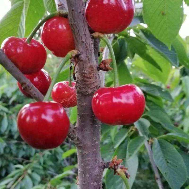 早大果樱桃树苗优质嫁接樱桃树苗品种齐全量大从优